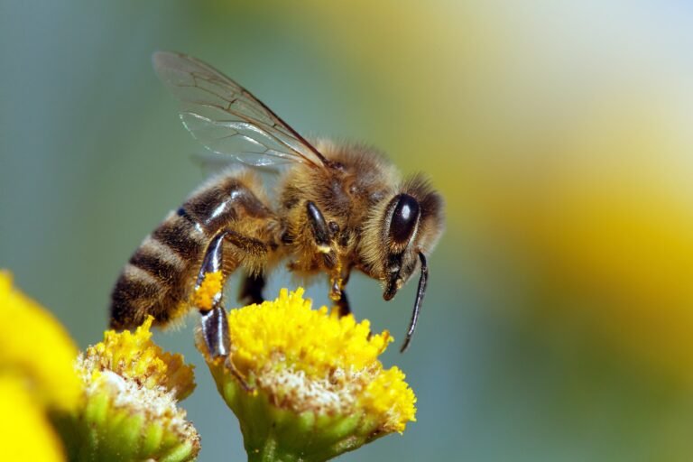 « Les abeilles de Jean » par Jean Dupont – Mai 2022