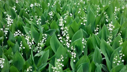 ‘The Merry Month of May »
